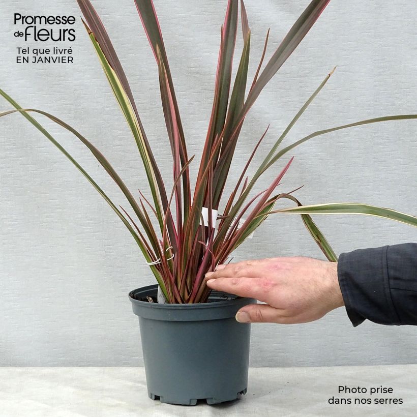 Spécimen de Phormium Rainbow Queen - Lin de Nouvelle-Zélande Pot de 2L/3L tel que livré en hiver