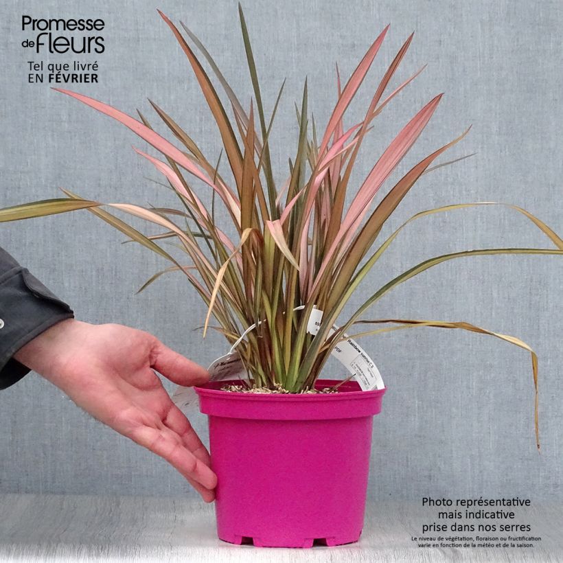 Spécimen de Phormium Rainbow Sunrise - Lin de Nouvelle-Zélande Pot de 3L/4L tel que livré en hiver