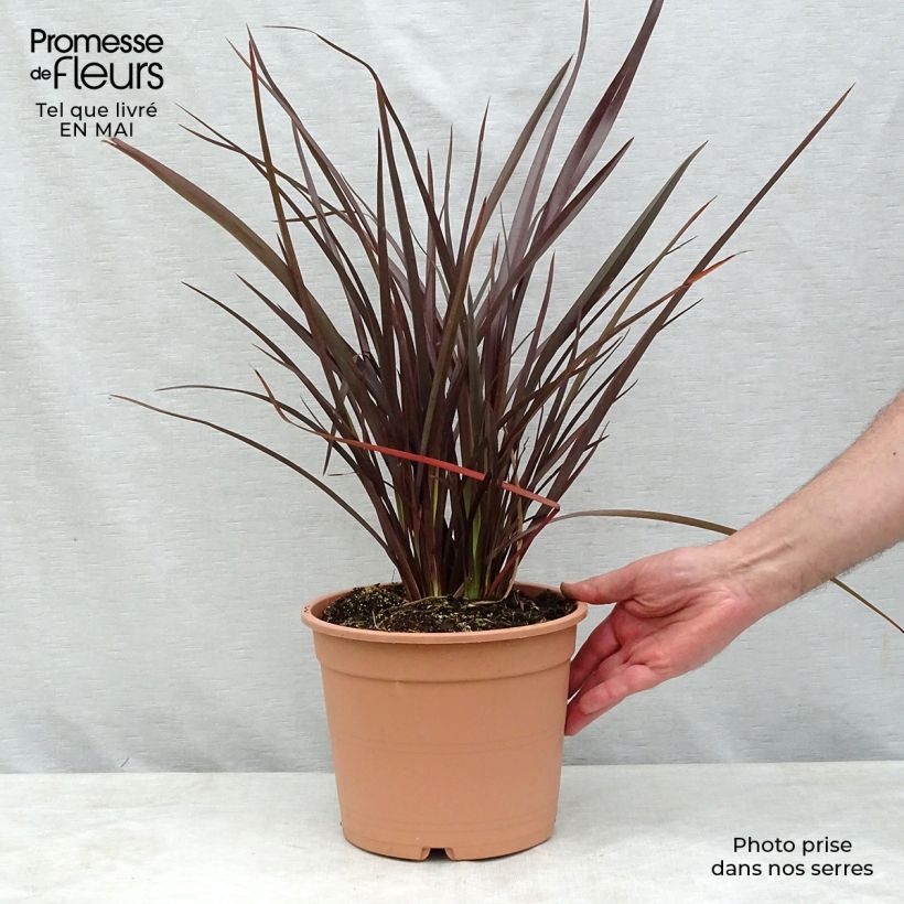 Spécimen de Phormium Special Red - Lin de Nouvelle-Zélande Pot de 4L/5L tel que livré au printemps