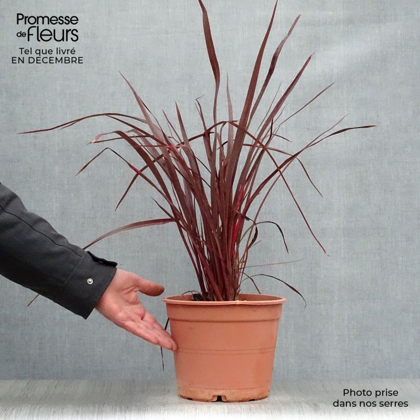 Spécimen de Phormium Special Red - Lin de Nouvelle-Zélande Pot de 4L/5L tel que livré en hiver