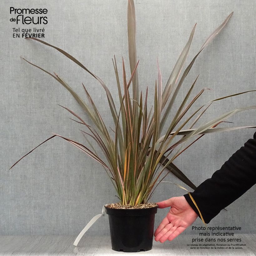 Spécimen de Phormium Sundowner - Lin de Nouvelle-Zélande Pot de 2L/3L tel que livré en hiver
