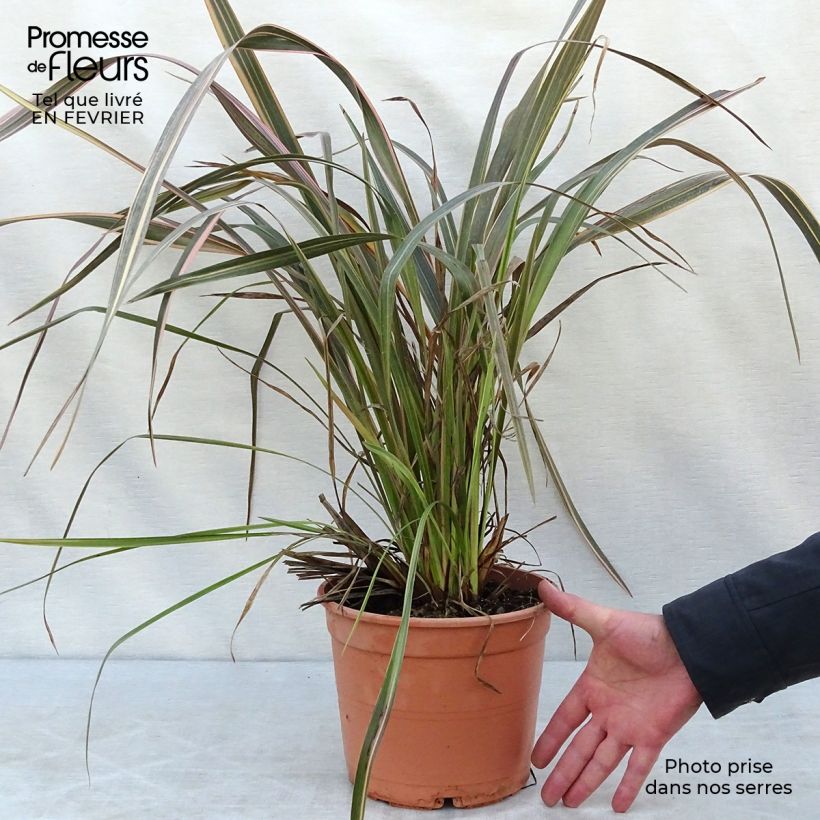 Spécimen de Phormium Sundowner - Lin de Nouvelle-Zélande Pot de 4L/5L tel que livré en hiver