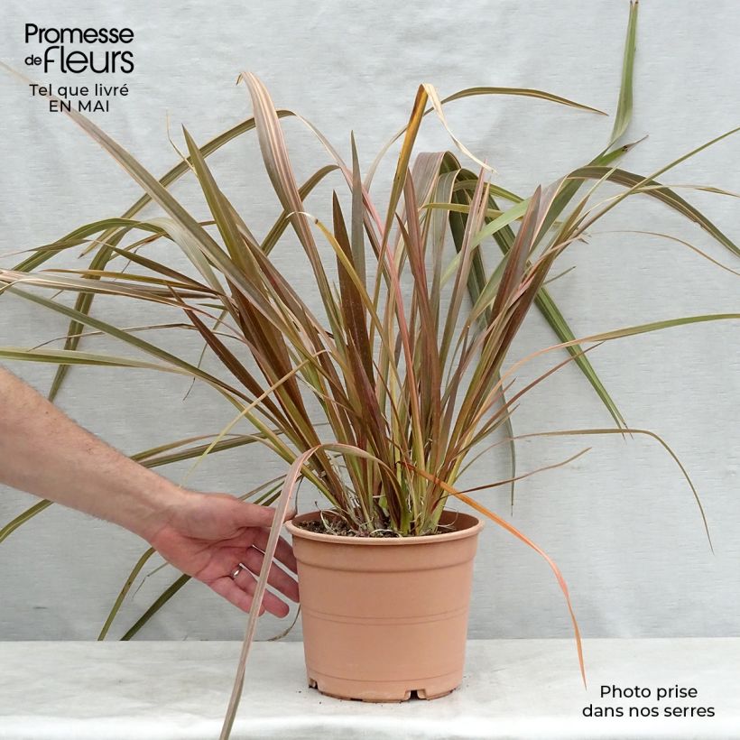 Amostra de Phormium tenax Sundowner Vaso de 4 L/5 L tal como entregue na primavera