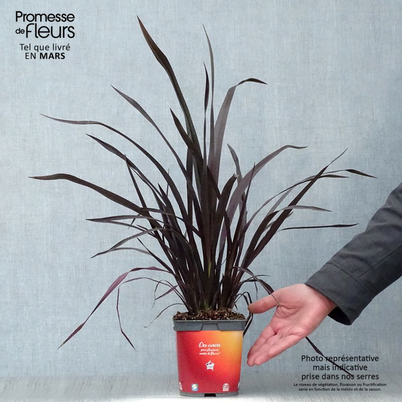 Spécimen de Phormium cookianum Black adder - Lin des Montagnes. Pot de 2L/3L tel que livré au printemps