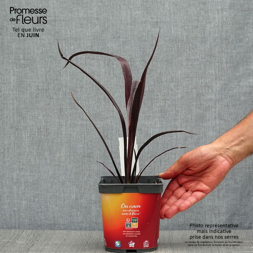 Spécimen de Phormium cookianum Black adder - Lin des Montagnes. Pot de 2L/3L tel que livré en été
