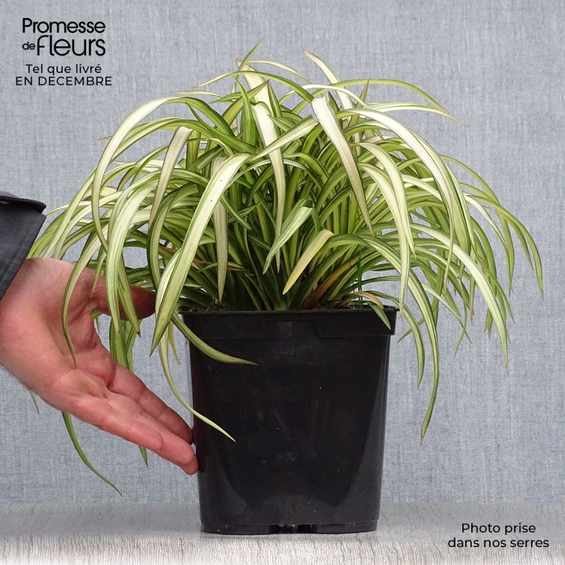 Spécimen de Phormium cookianum Blondie - Lin de Nouvelle-Zélande Pot de 4L/5L tel que livré en hiver
