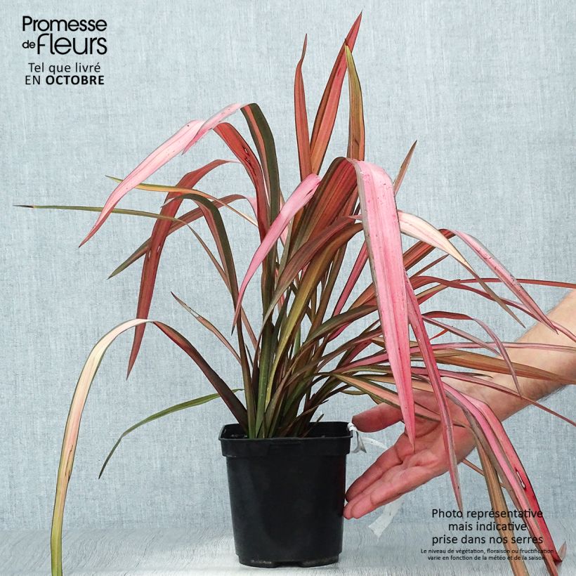 Spécimen de Phormium cookianum Maori Maiden - Lin de Nouvelle-Zélande Pot de 3L/4L tel que livré en automne