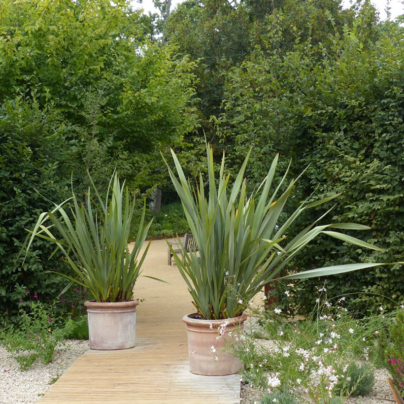 Phormium tenax - Lin de Nouvelle-Zélande (Port)