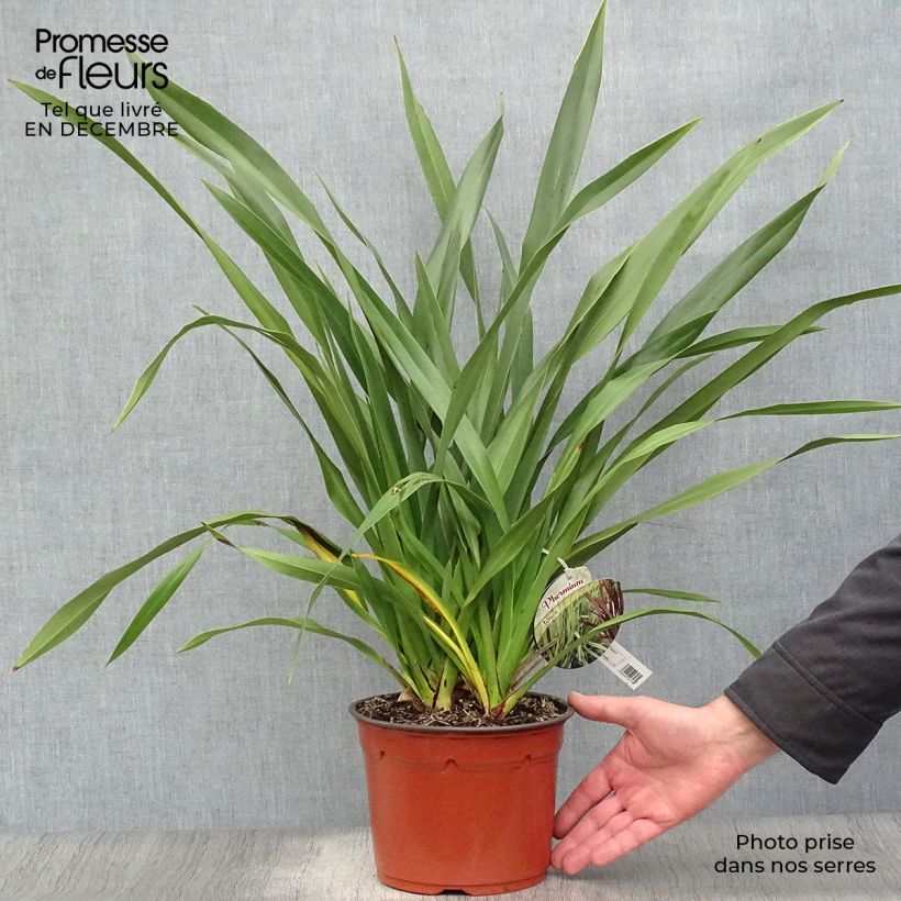 Spécimen de Phormium tenax - Lin de Nouvelle-Zélande Pot de 2L/3L tel que livré en hiver