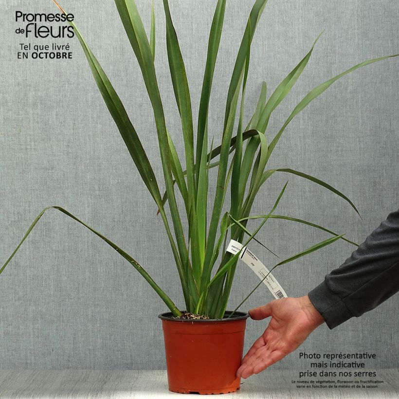 Spécimen de Phormium tenax - Lin de Nouvelle-Zélande Pot de 2L/3L tel que livré en automne
