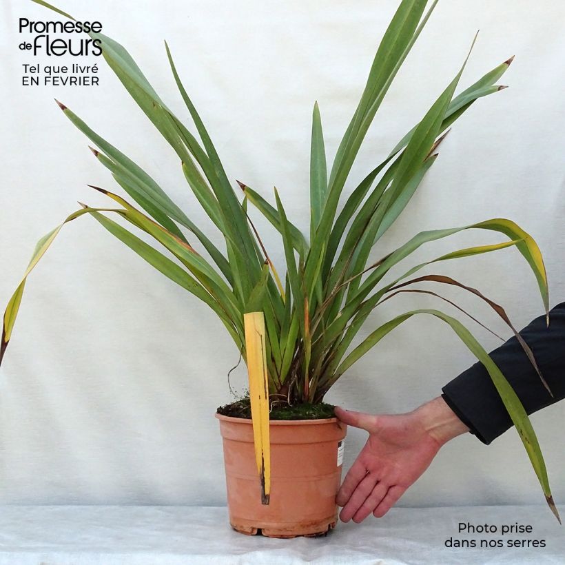 Spécimen de Phormium tenax - Lin de Nouvelle-Zélande Pot de 4L/5L tel que livré en hiver