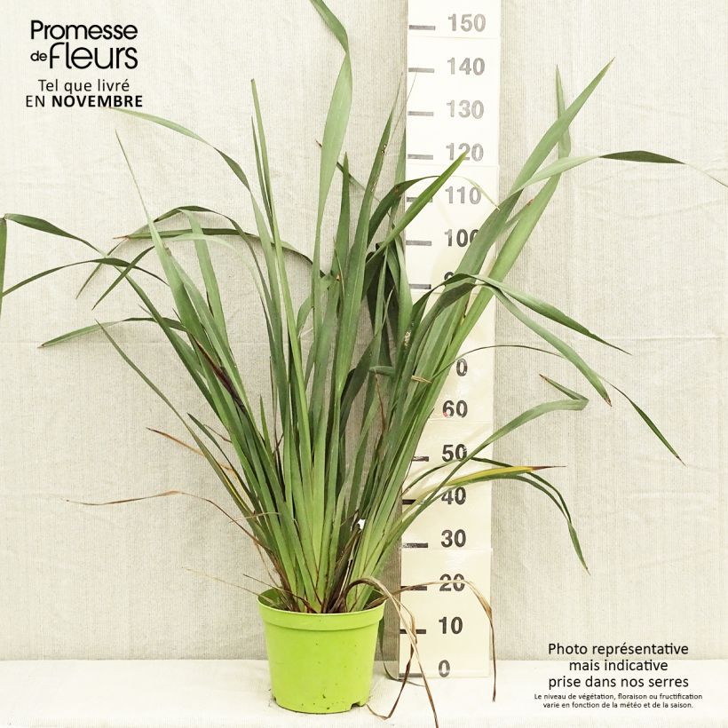 Spécimen de Phormium tenax - Lin de Nouvelle-Zélande Pot de 7,5L/10L tel que livré en automne