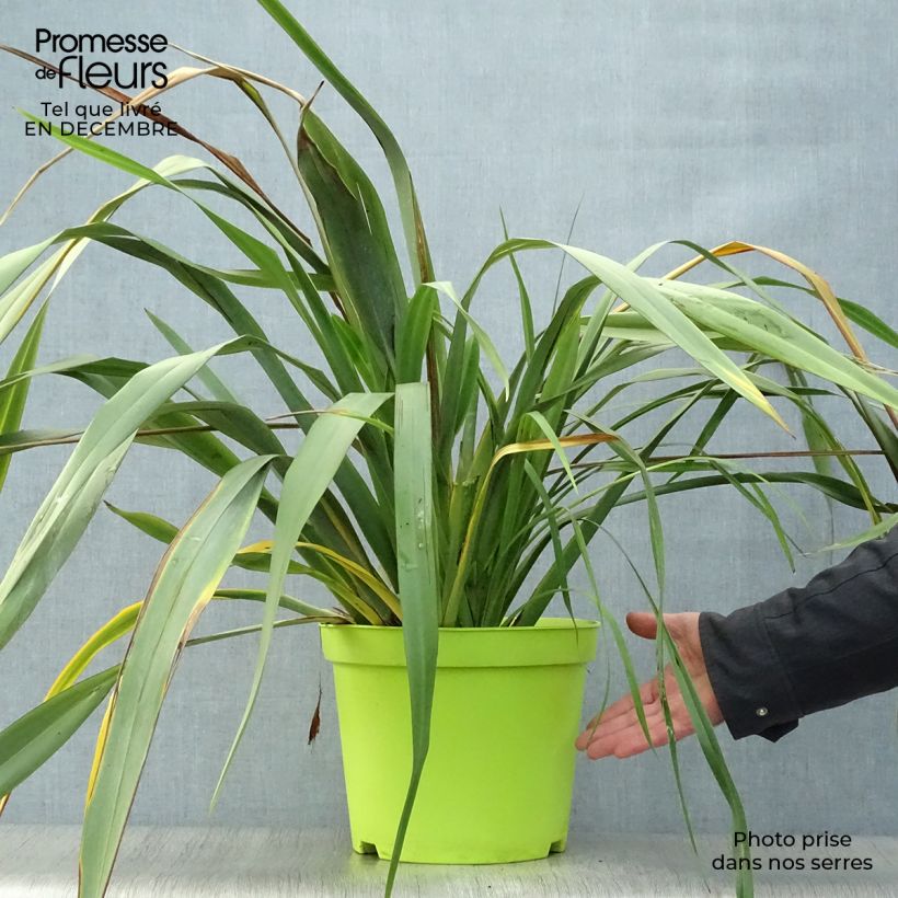 Spécimen de Phormium tenax - Lin de Nouvelle-Zélande Pot de 7,5L/10L tel que livré en hiver