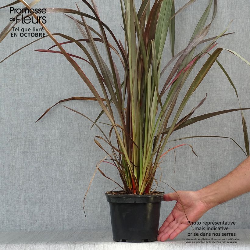 Spécimen de Phormium tenax Purpureum - Lin de Nouvelle-Zélande Pot de 2L/3L tel que livré en automne