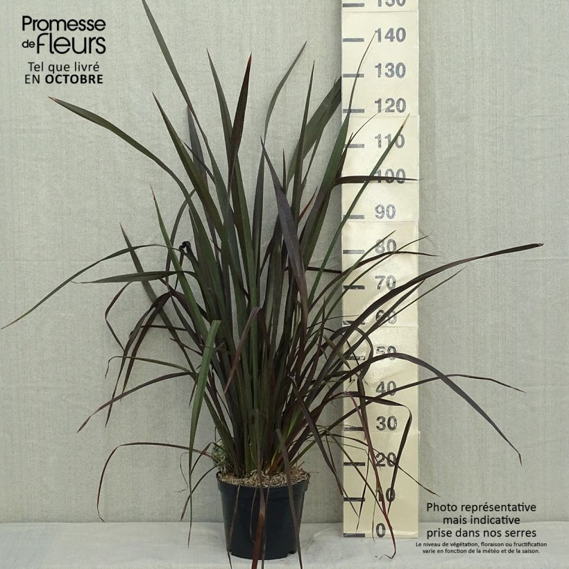 Spécimen de Phormium tenax Purpureum - Lin de Nouvelle-Zélande Pot de 7,5L/10L tel que livré en automne