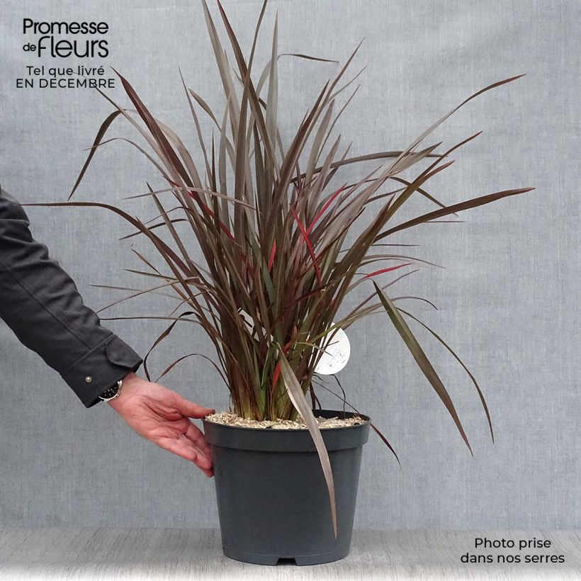 Spécimen de Phormium tenax Purpureum - Lin de Nouvelle-Zélande Pot de 7,5L/10L tel que livré en hiver