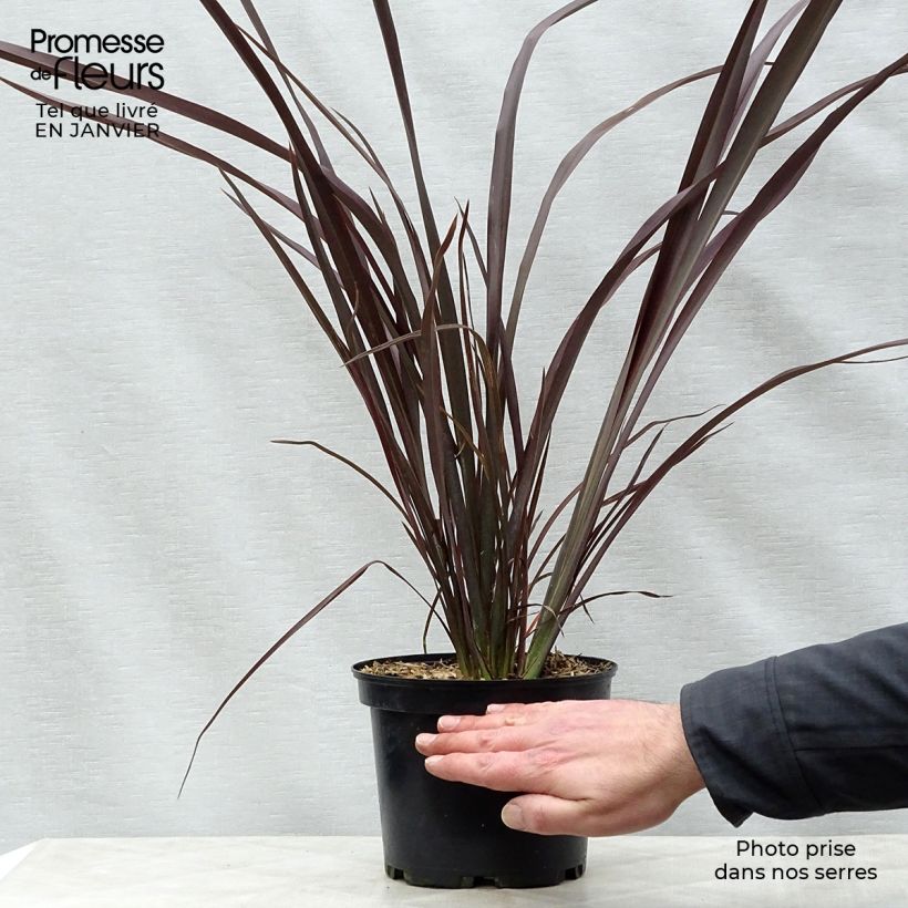 Spécimen de Phormium tenax Purpureum - Lin de Nouvelle-Zélande Pot de 2L/3L tel que livré en hiver