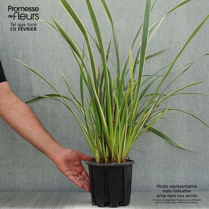Spécimen de Phormium tenax Variegatum - Lin de Nouvelle-Zélande Pot de 2L/3L tel que livré en automne