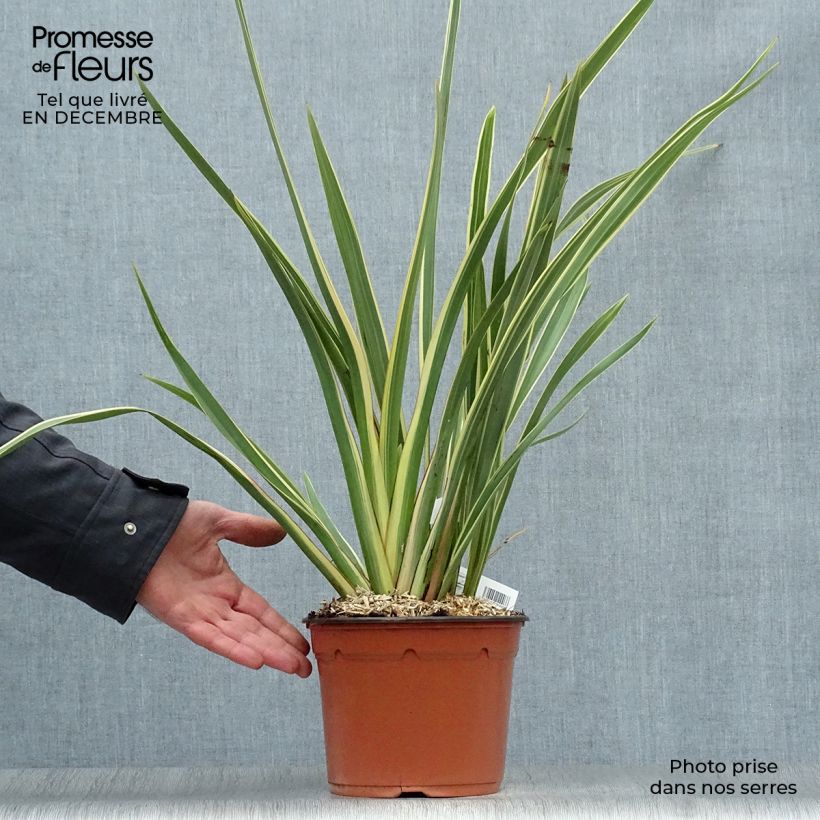 Spécimen de Phormium tenax Variegatum - Lin de Nouvelle-Zélande Pot de 2L/3L tel que livré en hiver