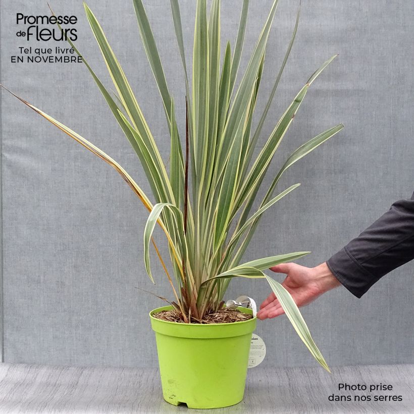 Spécimen de Phormium tenax Variegatum - Lin de Nouvelle-Zélande Pot de 7,5L/10L tel que livré en automne