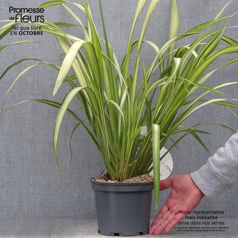 Spécimen de Phormium tenax Yellow Wave - Lin de Nouvelle-Zélande  Pot de 2L/3L tel que livré en automne