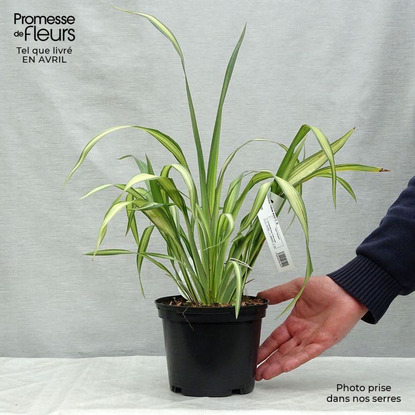 Exemplar von Phormium tenax Yellow Wave Topf mit 2L/3L wie im Frühjahr geliefert