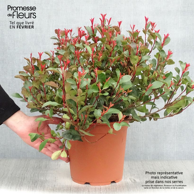 Spécimen de Photinia Little Red Robin en pot de 10L tel que livré en hiver