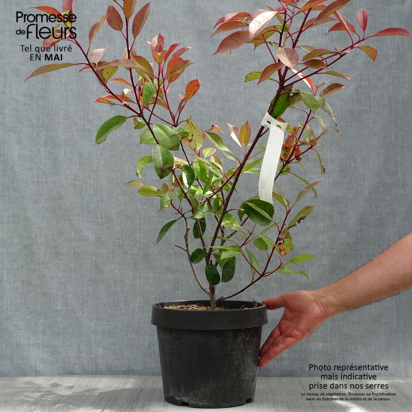 Spécimen de Photinia Little Red Robin en pot de 10L tel que livré au printemps