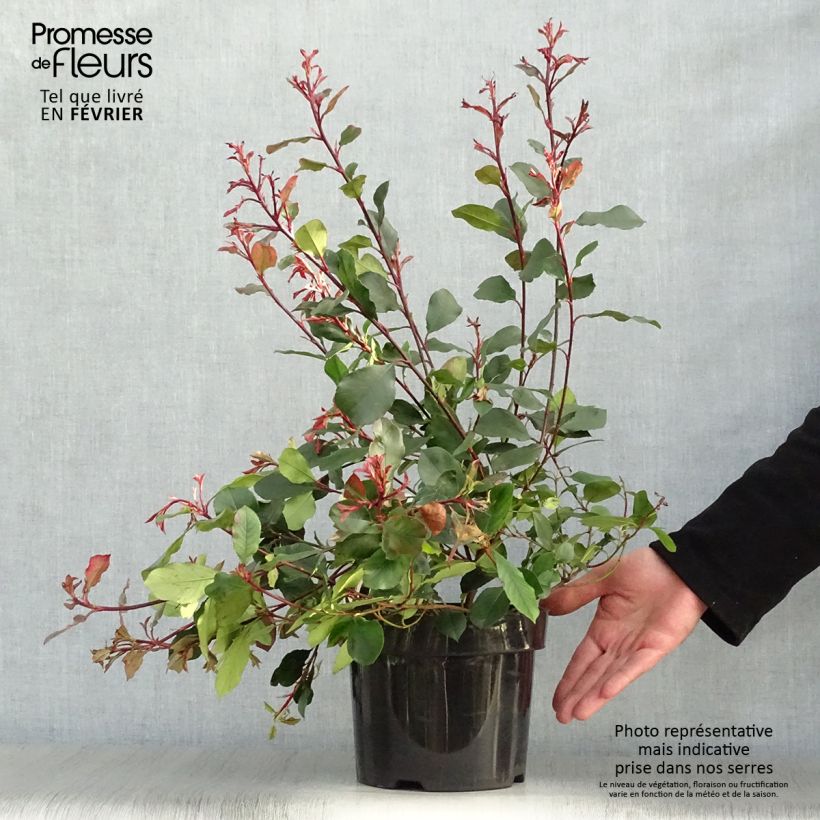 Spécimen de Photinia Little Red Robin Pot de 2L/3L tel que livré en hiver
