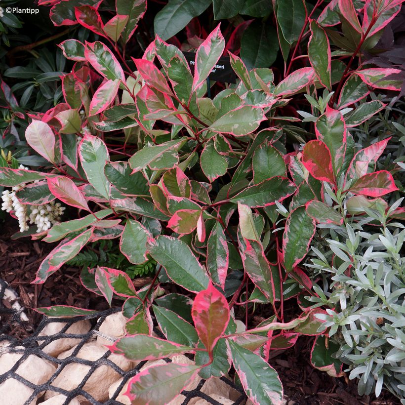 Photinia fraseri Louise (Port)