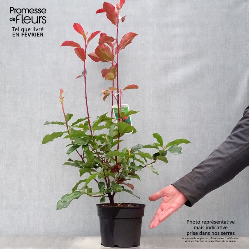 Spécimen de Photinia  fraseri Camilvy Pot de 2L/3L tel que livré en hiver