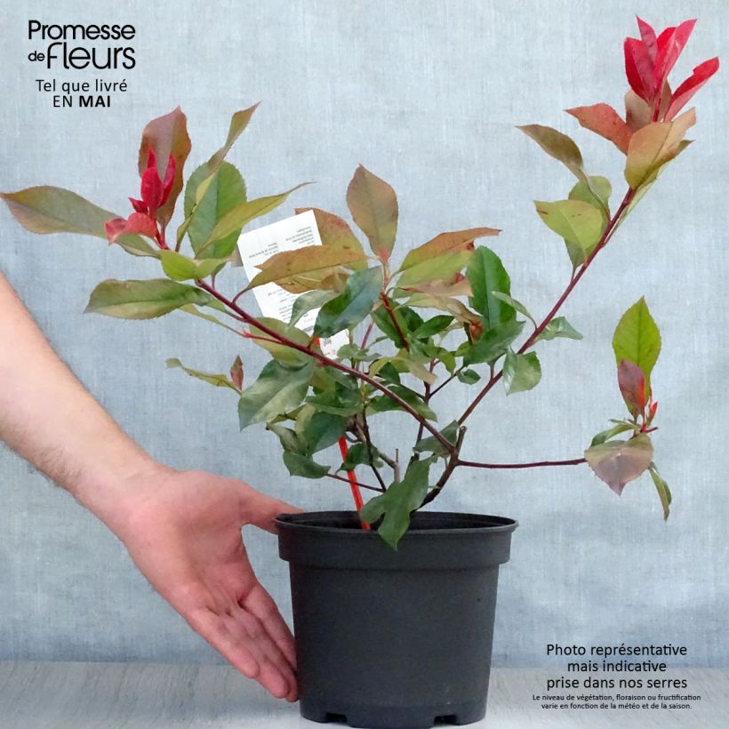 Amostra de Photinia fraseri Camilvy Vaso de 2 L/3 L tal como entregue na primavera