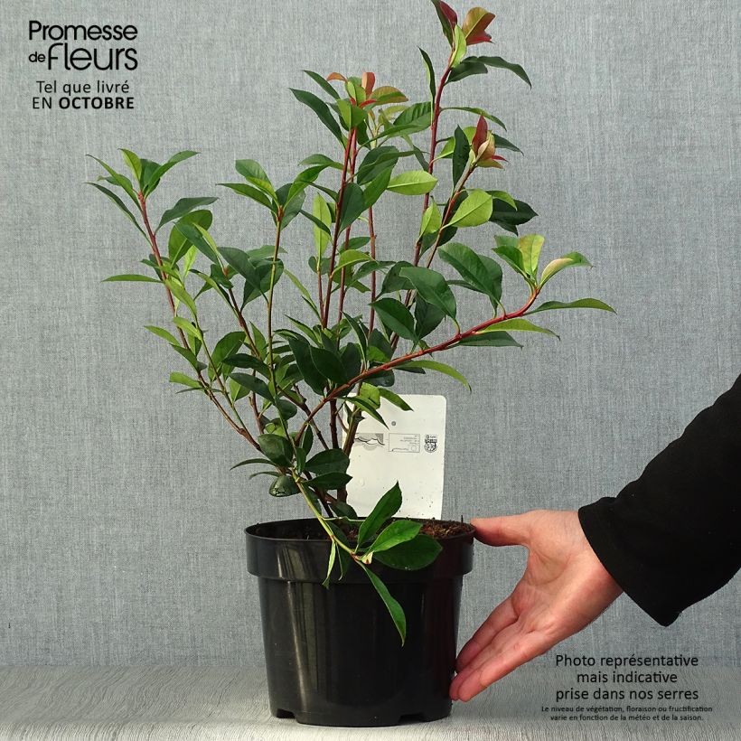 Spécimen de Photinia fraseri Carré Rouge Pot de 2L/3L tel que livré en automne