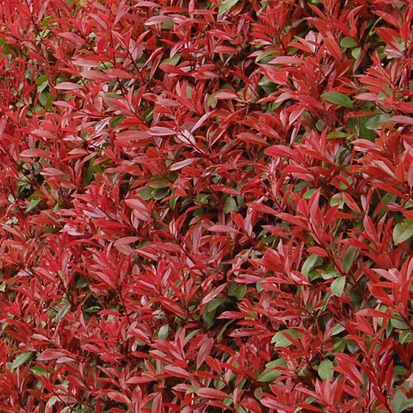 Photinia fraseri Carré Rouge (Feuillage)
