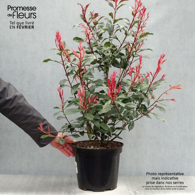 Spécimen de Photinia fraseri Carré Rouge Pot de 7,5L/10L tel que livré en hiver