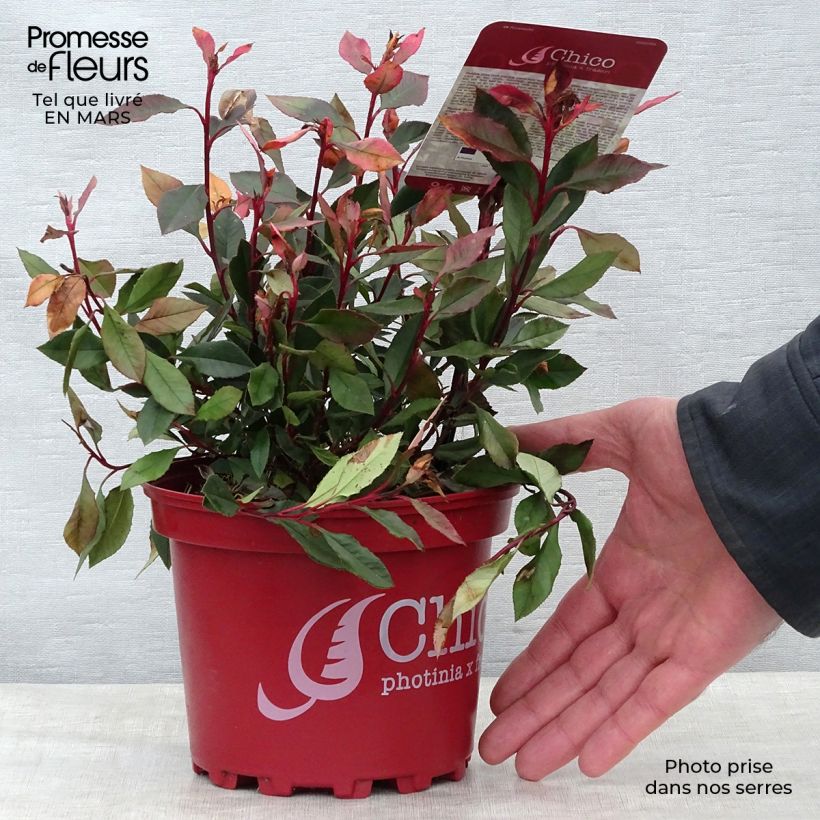 Spécimen de Photinia fraseri Chico Pot de 2L/3L tel que livré au printemps