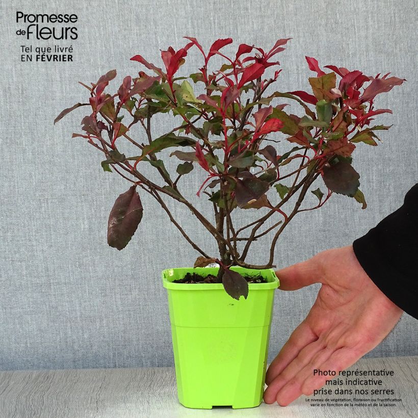 Spécimen de Photinia fraseri Corallina Pot de 1,5L/2L tel que livré en hiver