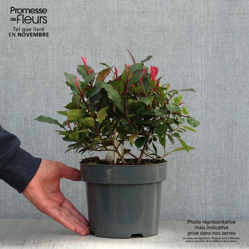 Spécimen de Photinia fraseri Little Fenna Pot de 2L/3L tel que livré en automne