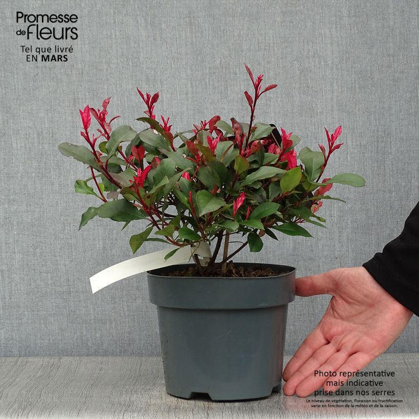 Spécimen de Photinia fraseri Little Fenna Pot de 2L/3L tel que livré en hiver