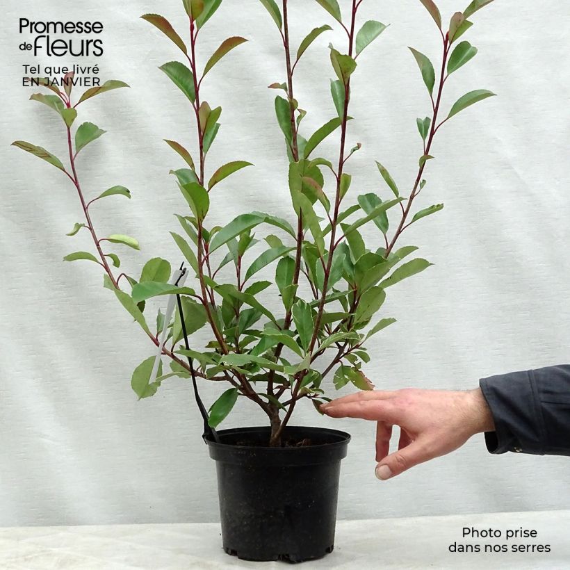 Spécimen de Photinia fraseri Louise Pot de 2L/3L tel que livré en hiver