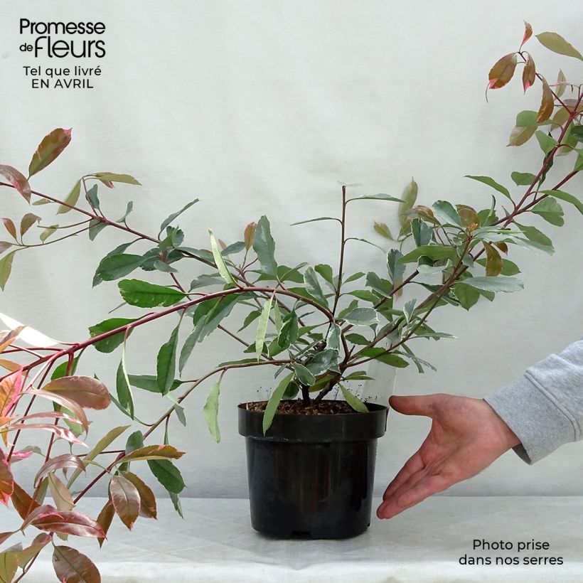 Spécimen de Photinia fraseri Louise Pot de 2L/3L tel que livré au printemps