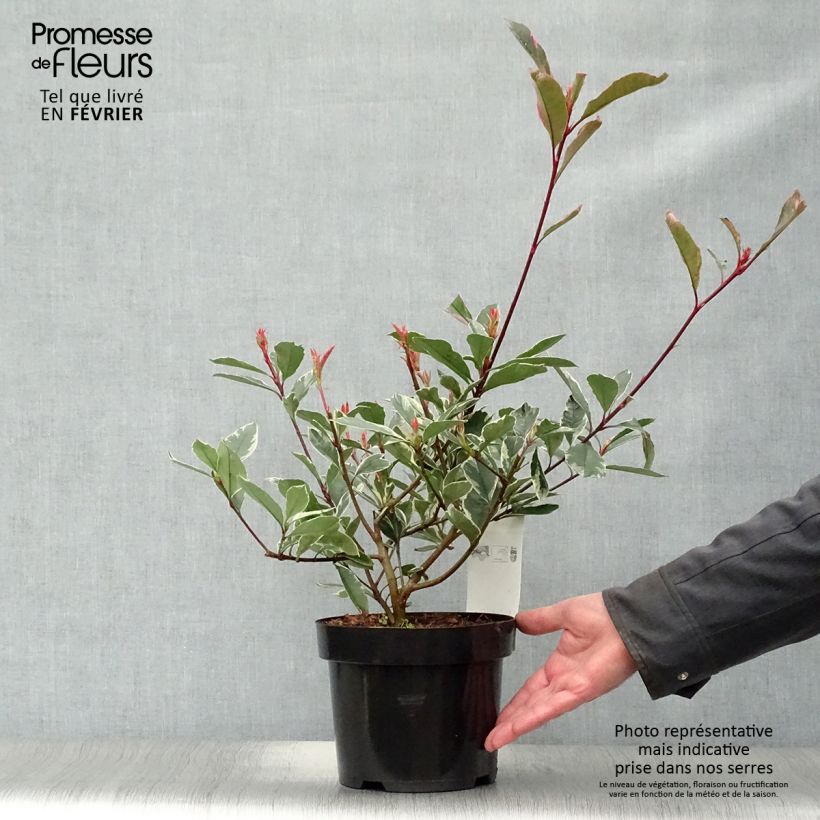Spécimen de Photinia fraseri Pink Marble Pot de 2L/3L tel que livré en hiver