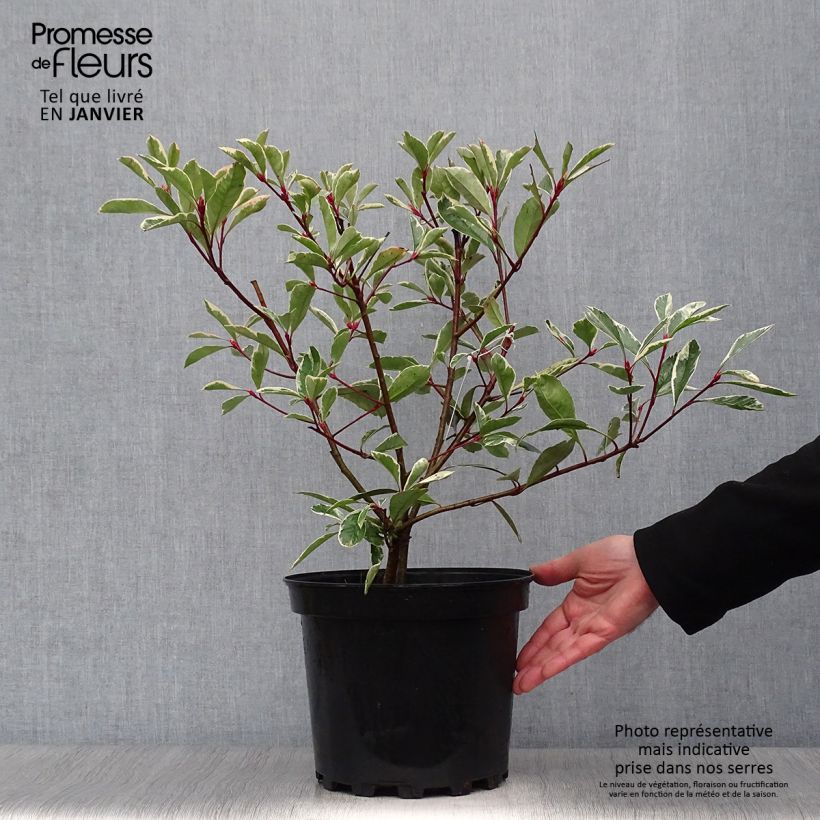 Spécimen de Photinia fraseri Pink Marble Pot de 7,5L/10L tel que livré en hiver