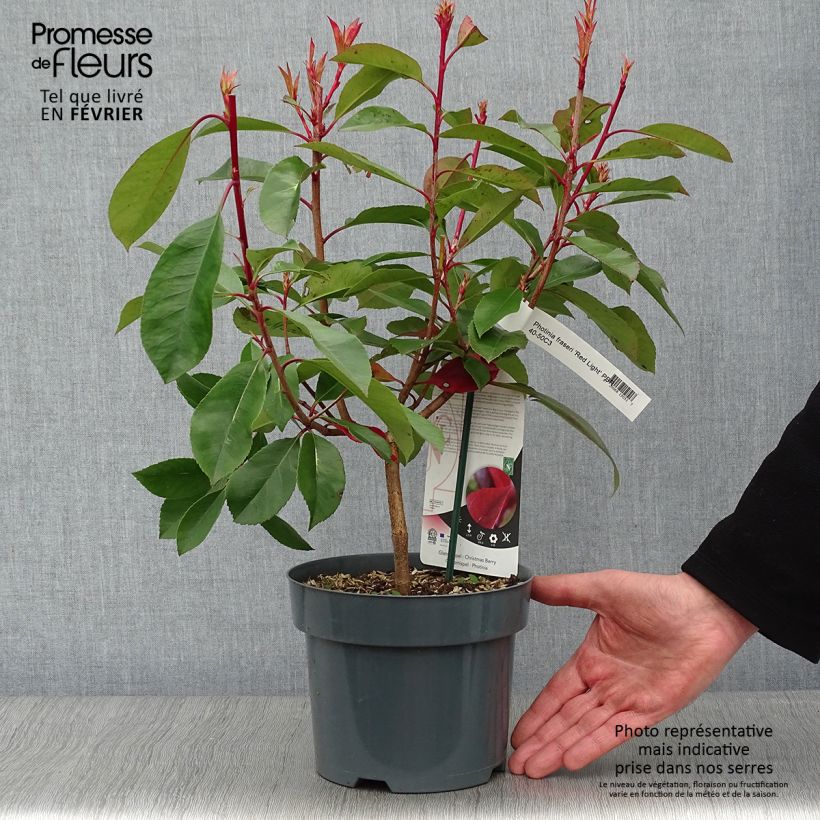 Spécimen de Photinia fraseri Red Light Pot de 3L/4L tel que livré en hiver