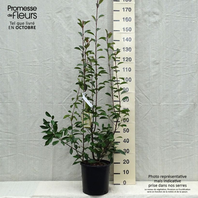 Spécimen de Photinia fraseri Red Robin Pot de 12L/15L tel que livré en automne