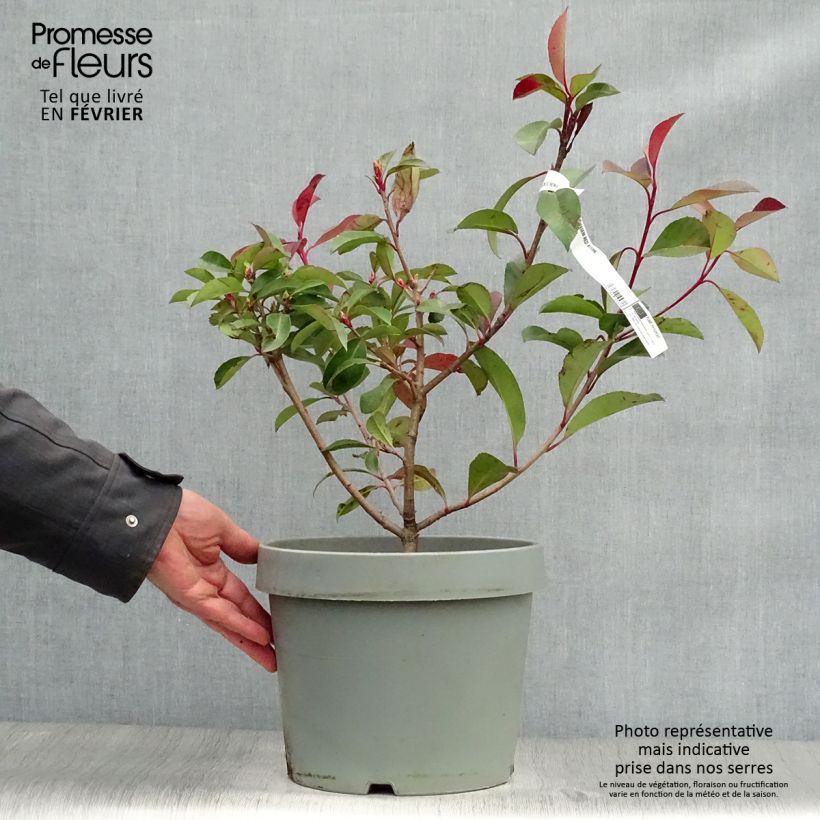 Spécimen de Photinia fraseri Red Robin Pot de 7,5L/10L tel que livré en hiver