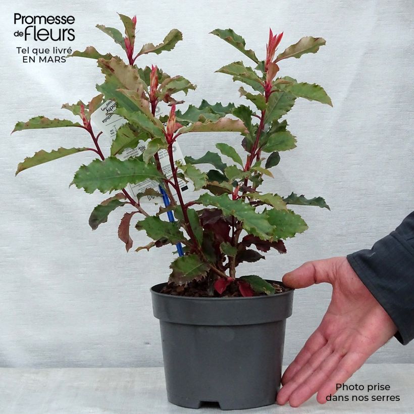 Spécimen de Photinia serratifolia Crunchy Pot de 2L/3L tel que livré au printemps
