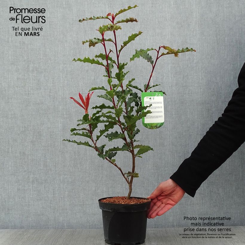 Spécimen de Photinia serratifolia Crunchy Pot de 2L/3L tel que livré en hiver