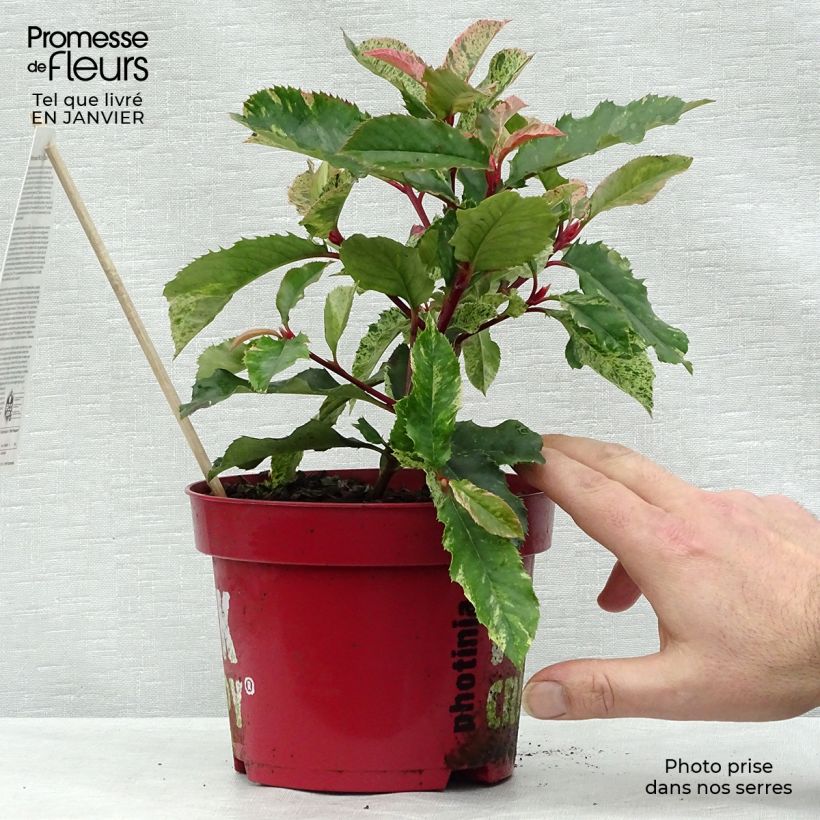 Spécimen de Photinia serratifolia Pink Crispy Pot de 2L/3L tel que livré en hiver