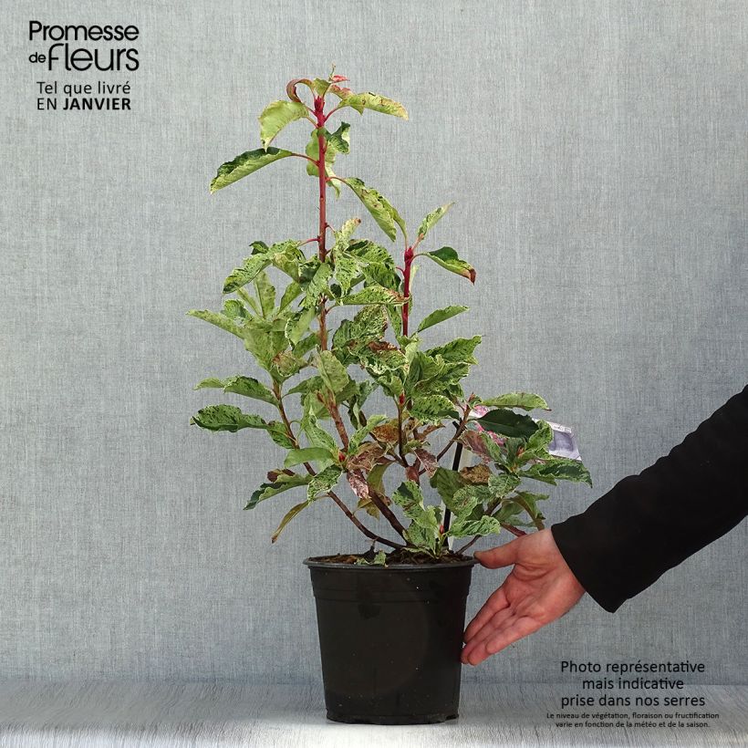 Spécimen de Photinia serratifolia Pink Crispy Pot de 4L/5L tel que livré en hiver